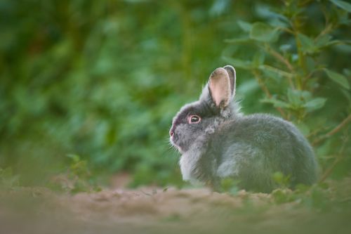 Free A fluffy gray rabbit sitting among green foliage, captured in nature. Stock Photo