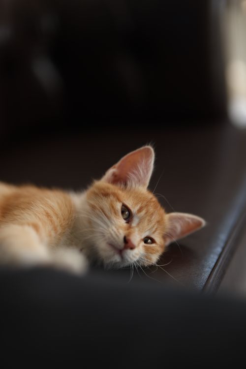 Free Charming ginger kitten resting on a couch, exuding a sense of coziness and tranquility. Stock Photo