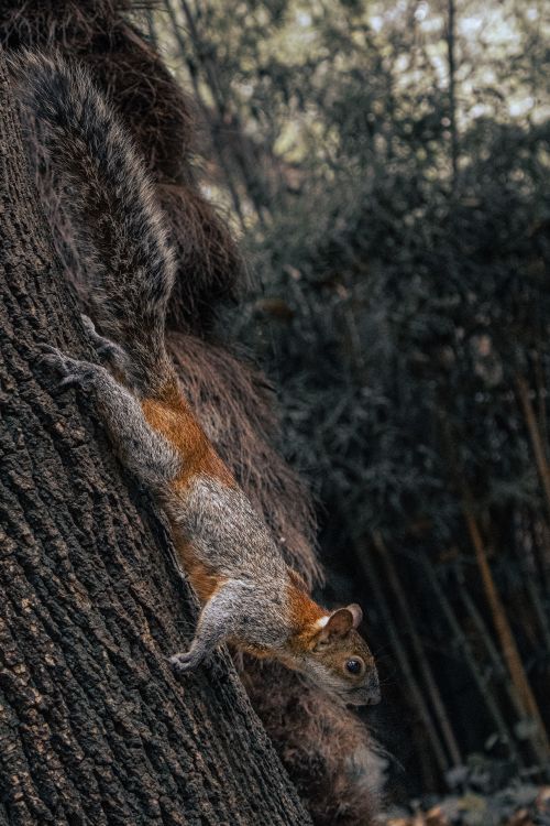 Free A vibrant Mexican Fox Squirrel clings to a tree in a lush forest setting. Stock Photo