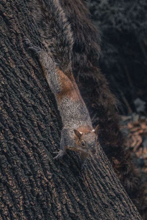 Free Close-up of a squirrel climbing a tree in Ciudad de México, México. Stock Photo