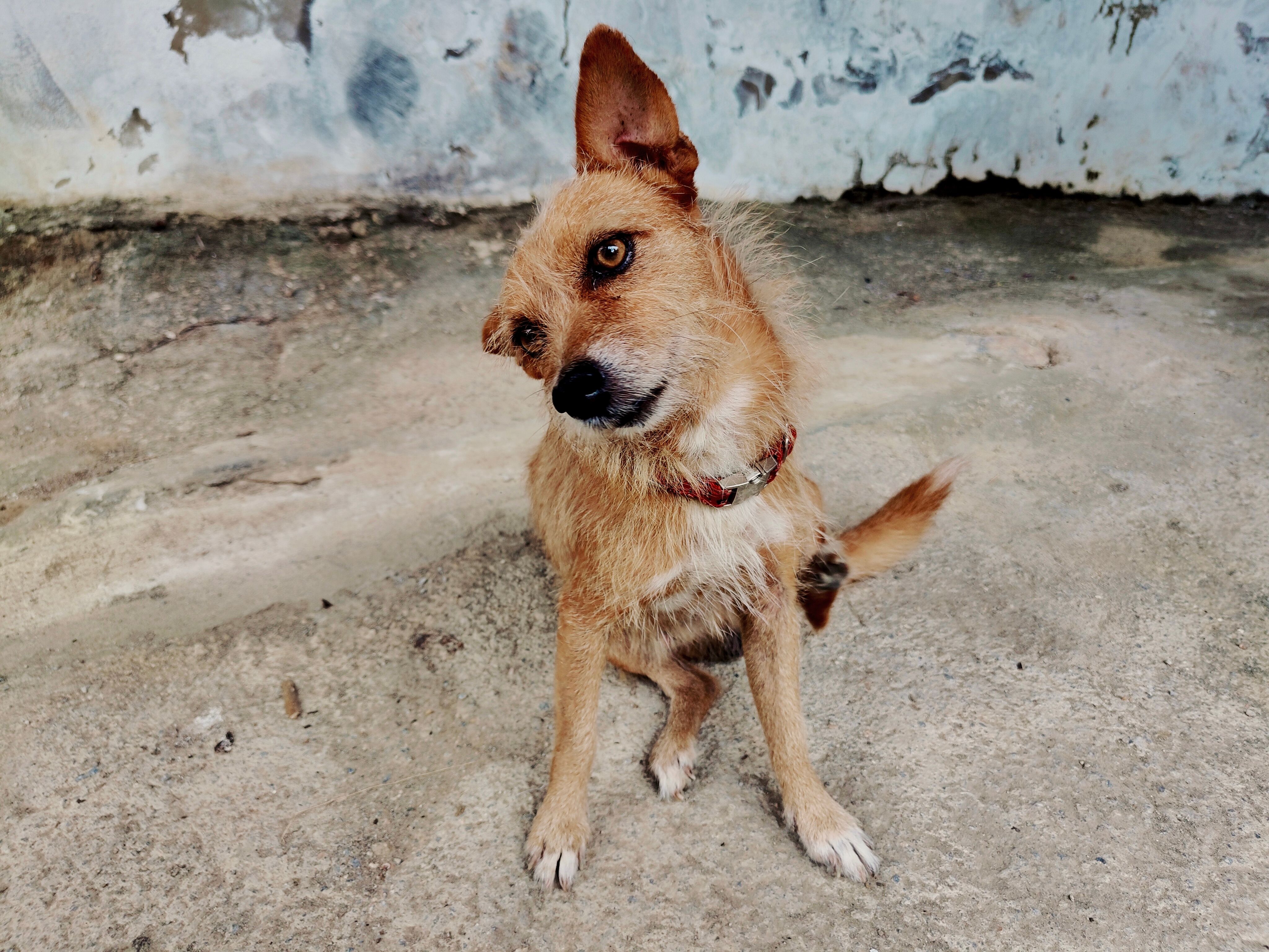 Why Does My Dog Tilt His Head? The Secret Science Of Canine Listening