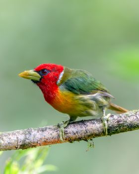 Colorful scarlet-throated barbet perched on a branch in Costa Rica's lush outdoors.