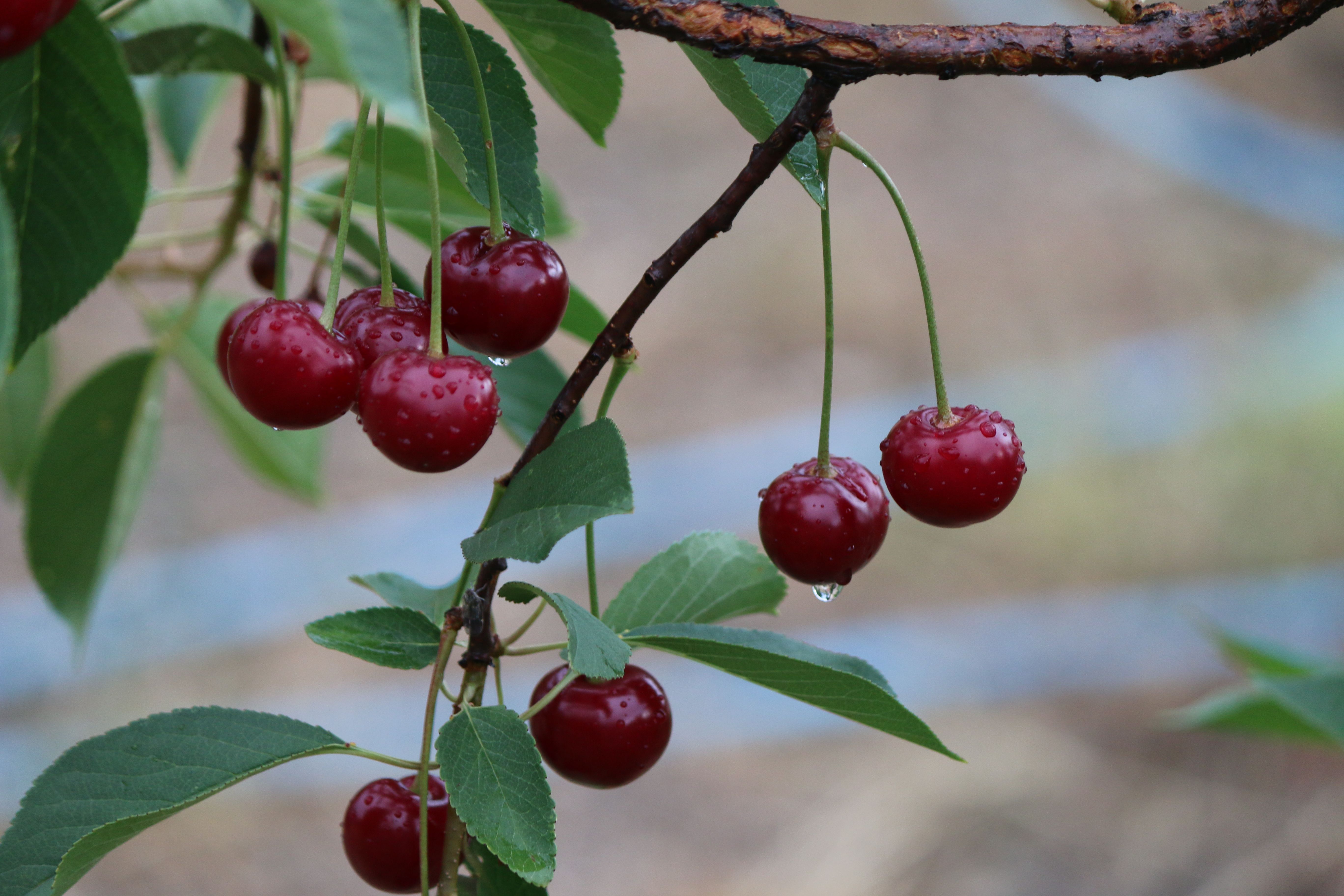 Le fruit le plus cher du monde et pourquoi - Les autres fruits les plus chers au monde