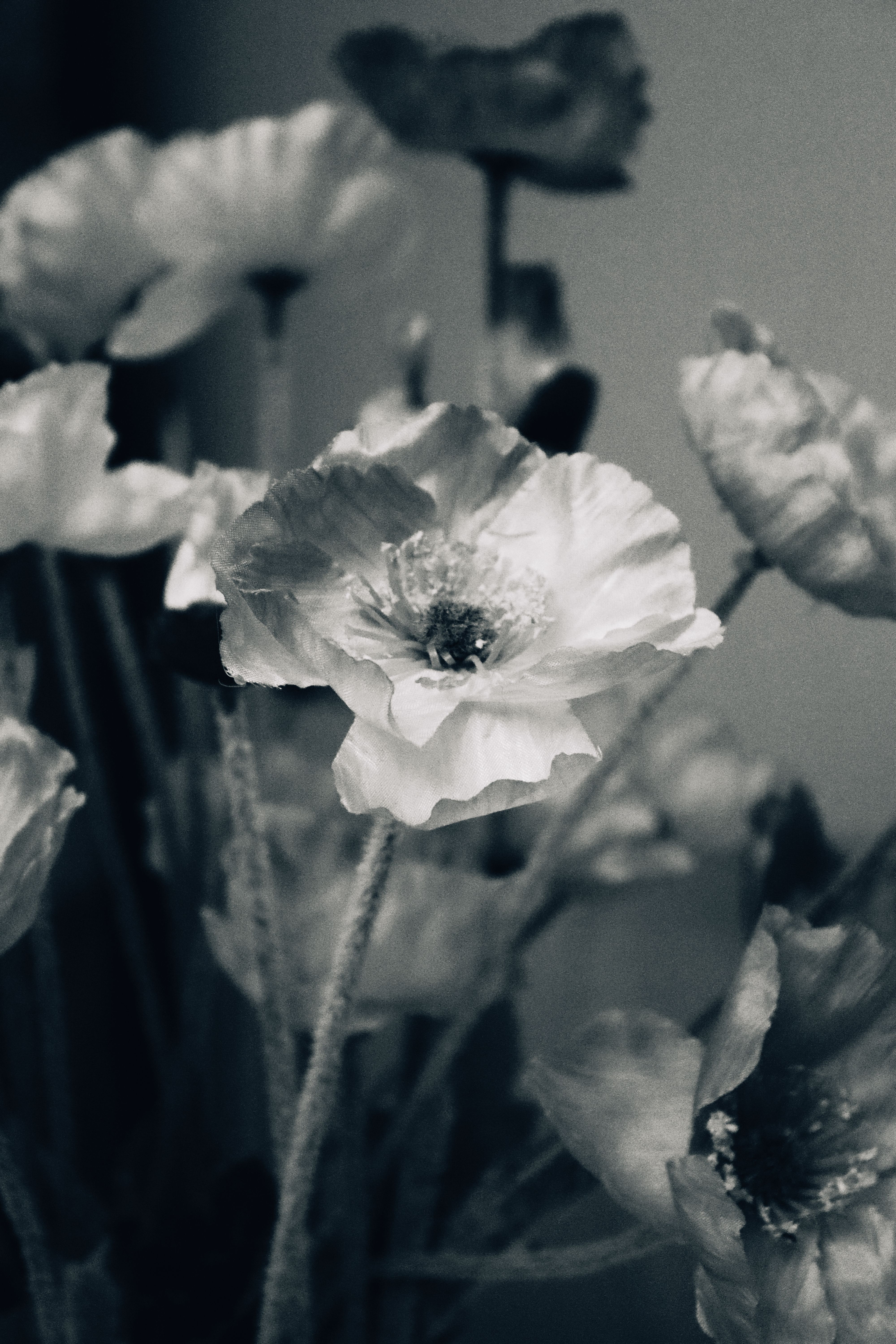 [ColoSach]-elegant-black-and-white-close-up-of-blooming-poppies,-capturing-delicate-petals.