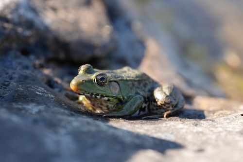 Free A detailed shot of a green frog basking on sunlit rocks, capturing nature's essence. Stock Photo