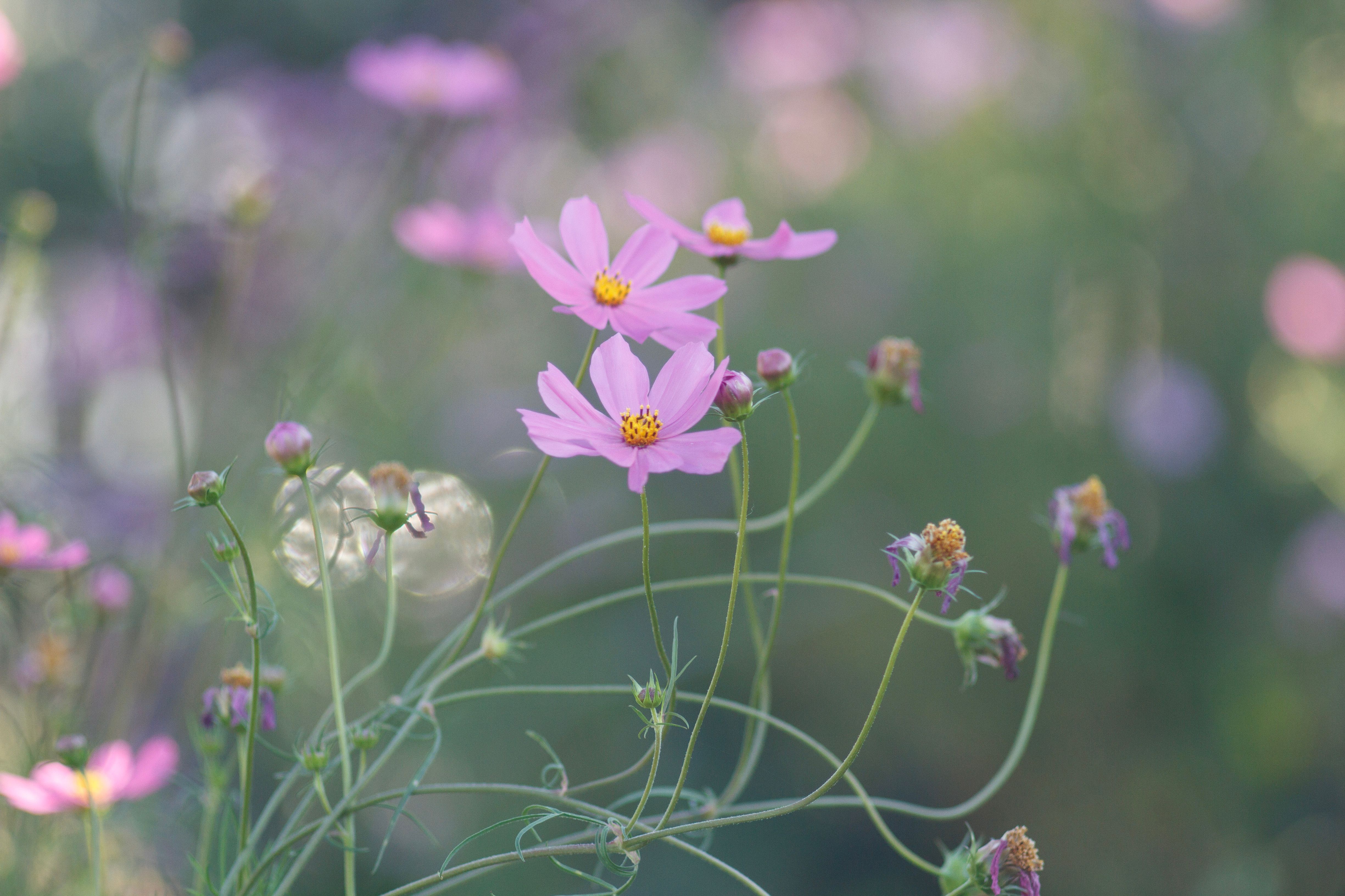 [ColoSach]-capture-the-serene-beauty-of-pink-cosmos-flowers-in-full-bloom-against-a-lush-green-garden-backdrop.
