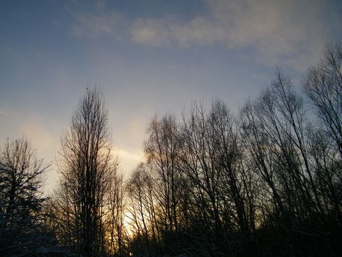 Free Capture of bare trees at dawn in Lithuanian winter, serene and tranquil. Stock Photo