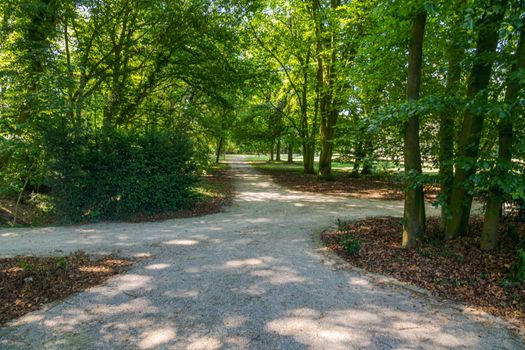 Sunlit forest pathway in Coesfeld, Germany, perfect for a peaceful nature walk.