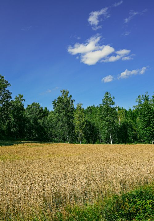 Free A tranquil wheat field framed by lush trees and a vibrant blue sky, capturing the essence of a summer day. Stock Photo