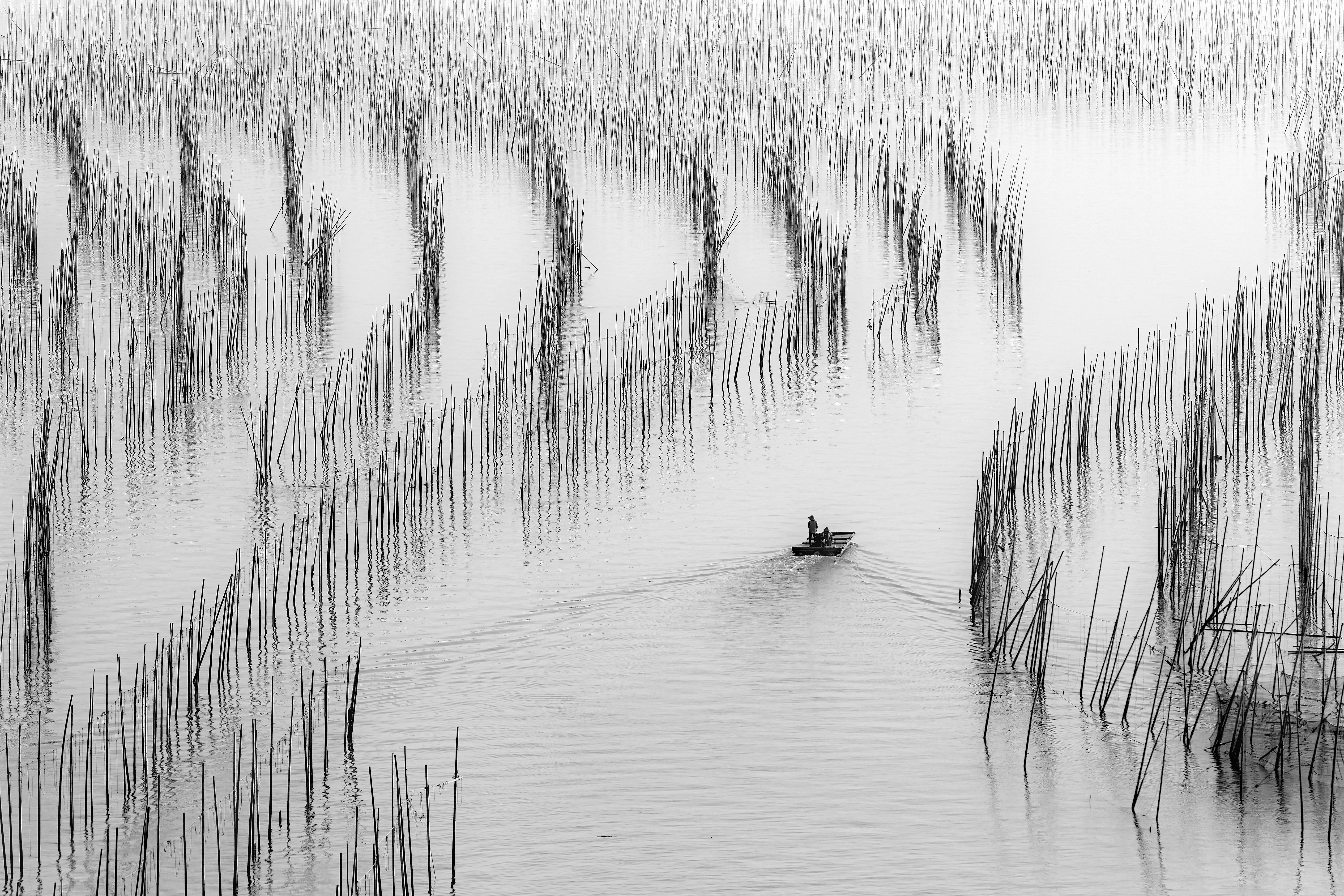 A boat gracefully navigates the calm bamboo fields in Xiapu, China, creating a peaceful and artistic scene.