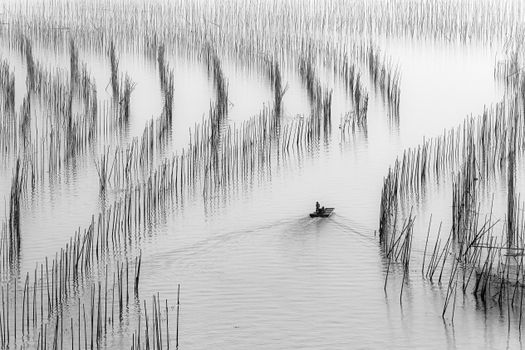 A boat gracefully navigates the calm bamboo fields in Xiapu, China, creating a peaceful and artistic scene.