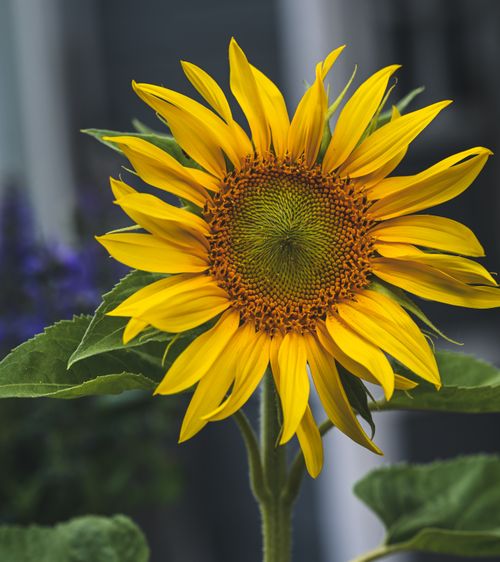 Free Vibrant sunflower with yellow petals and green leaves, symbolizing summer beauty. Stock Photo