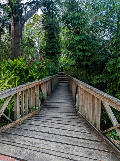 Free A serene wooden walkway surrounded by lush tropical greenery in a botanical garden. Stock Photo