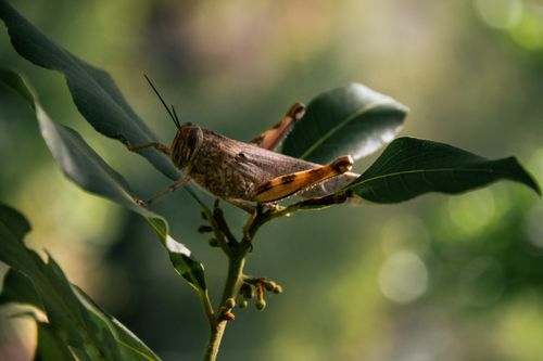 Free Detailed macro photograph of a grasshopper perched on green leaves, showcasing nature's beauty in Türkiye. Stock Photo