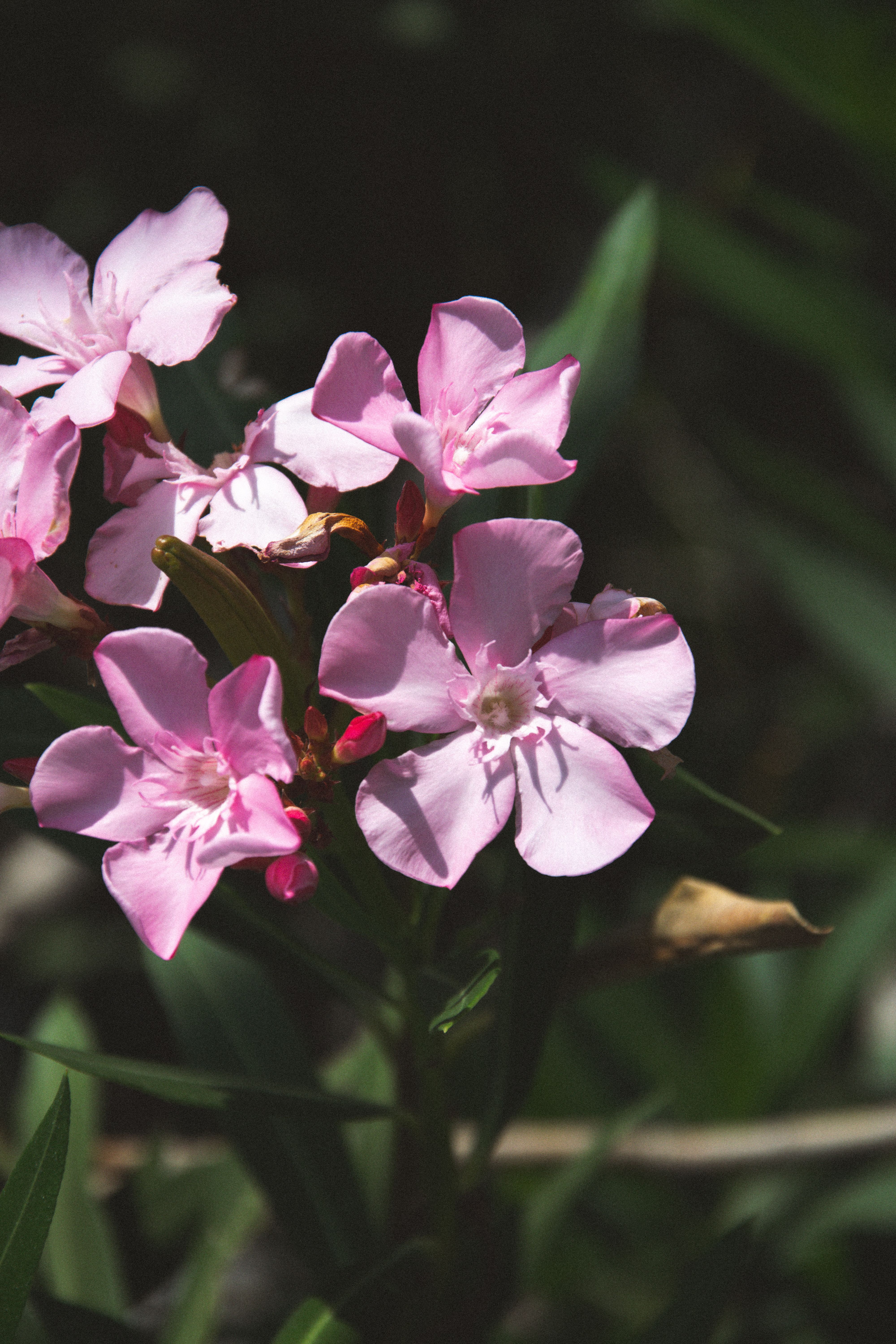 [ColoSach]-close-up-of-pink-oleander-flowers-in-full-bloom,-captured-in-natural-sunlight.