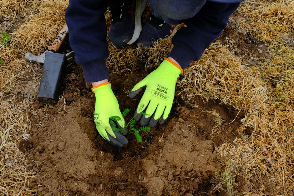 newly planted dawn redwood sapling secured with stake newly planted dawn redwood sapling secured with stake