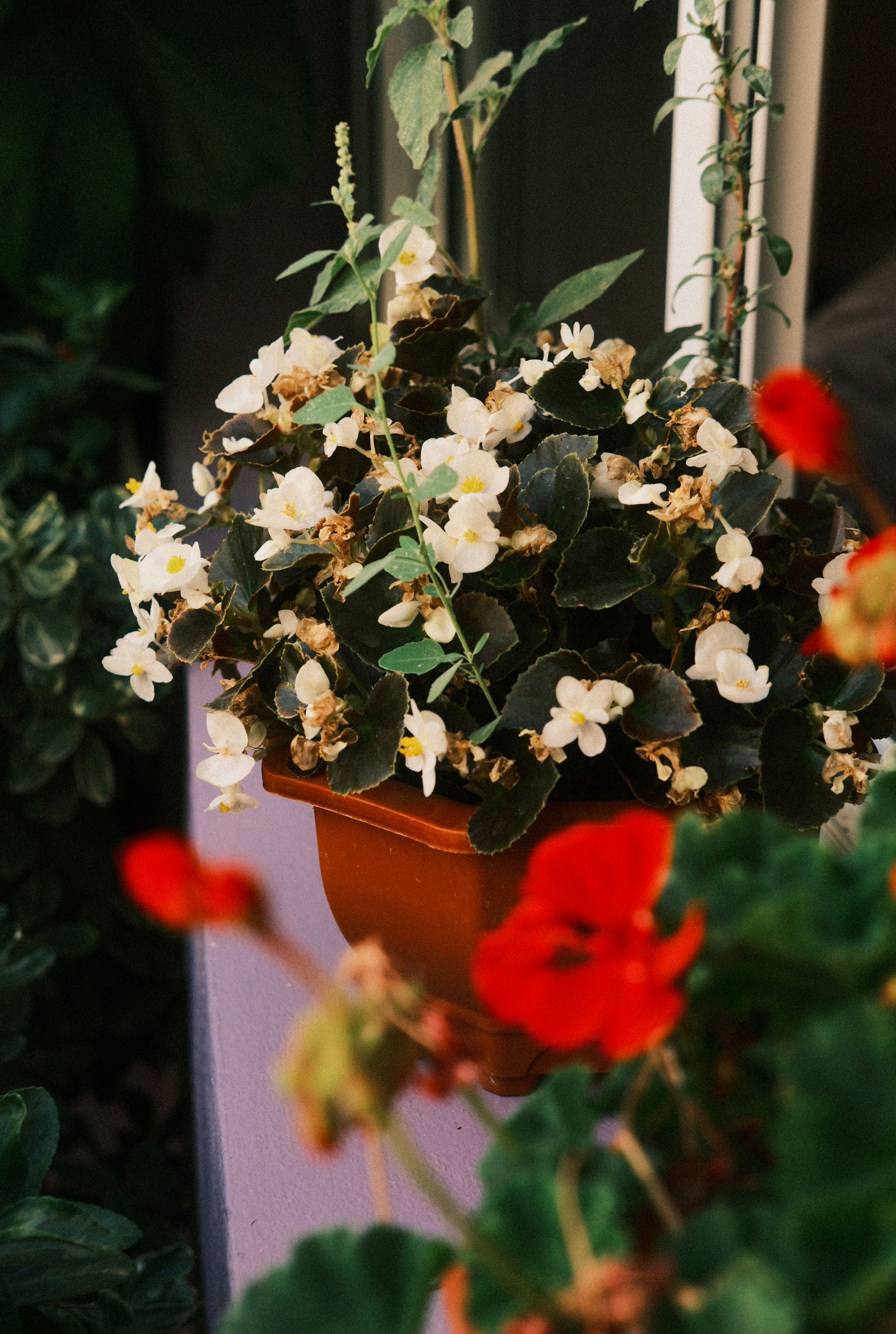 [ColoSach]-a-picturesque-display-of-white-and-red-flowers-on-a-balcony-in-chefchaouen,-morocco.