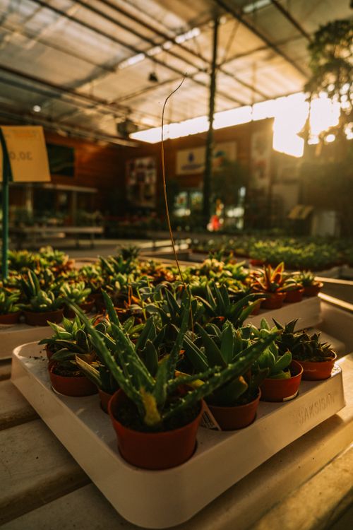 Free A warm greenhouse interior featuring trays of potted succulents at sunset. Stock Photo