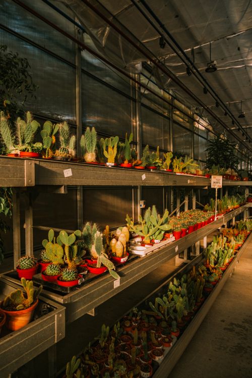 Free Explore a sunlit greenhouse showcasing a vibrant array of cacti on organized shelves. Stock Photo
