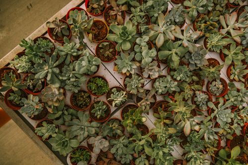 Free Aerial shot of various succulent plants arranged in small pots. Ideal for gardening themes. Stock Photo