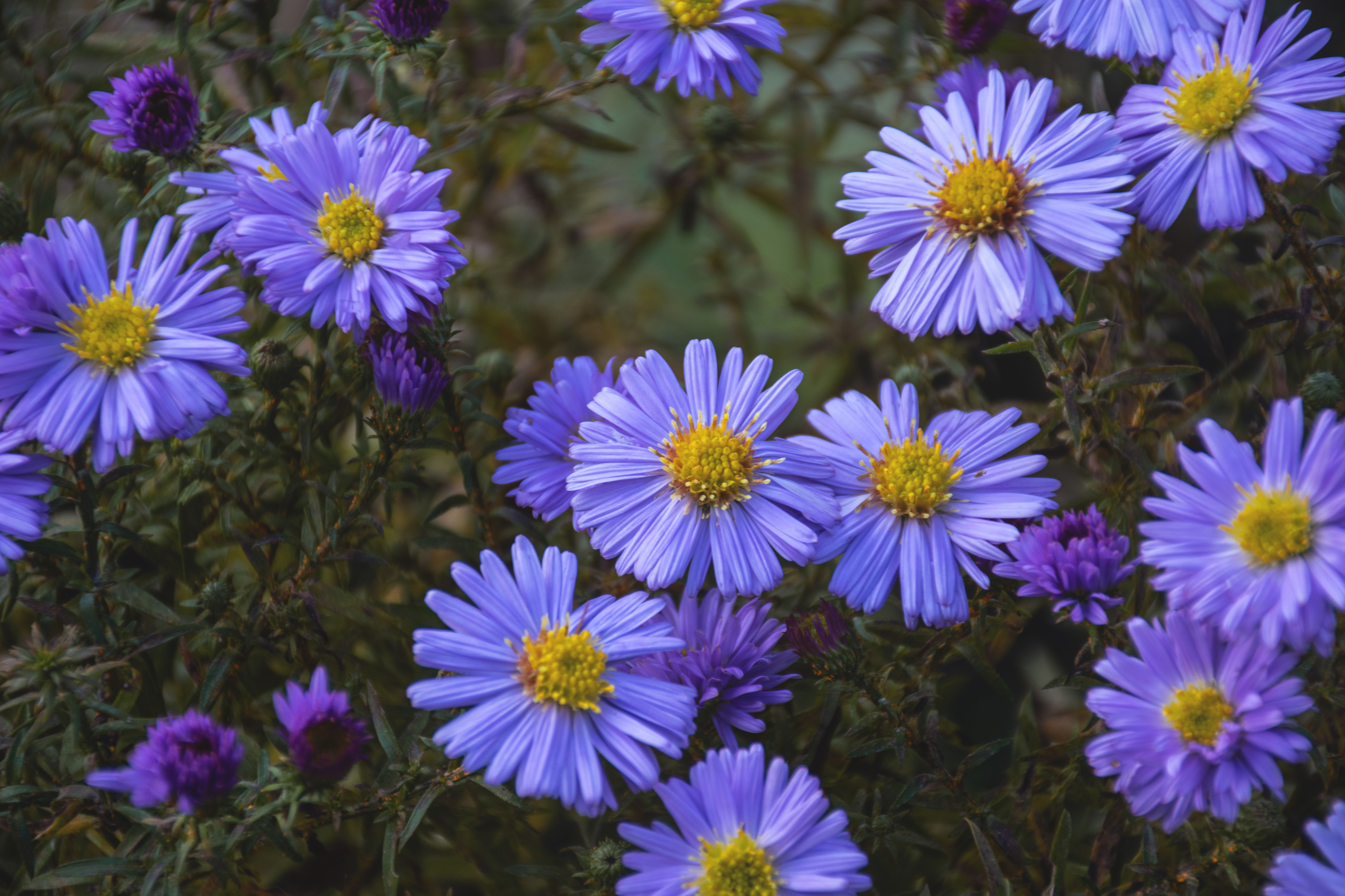 [ColoSach]-a-stunning-display-of-purple-aster-flowers-in-full-bloom,-offering-a-vibrant-splash-of-color.