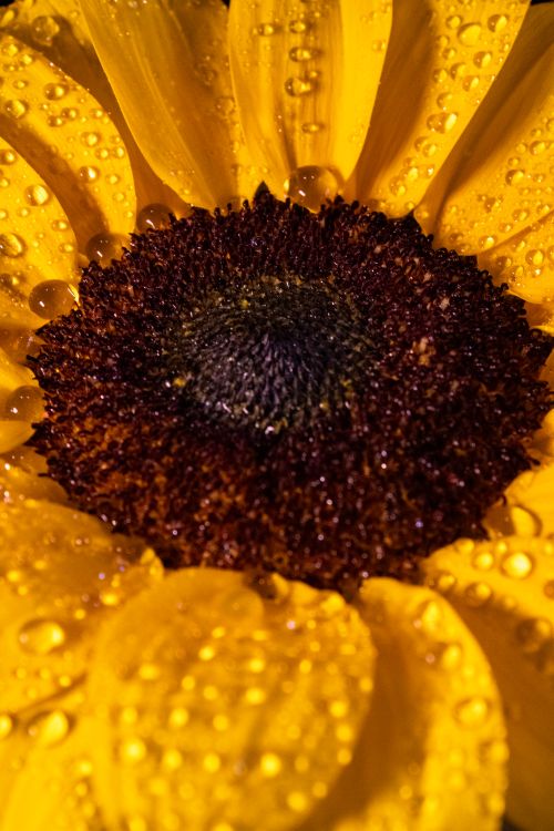 Free Close-up of a sunflower covered in dewdrops in Blumenau, Brazil. Stock Photo