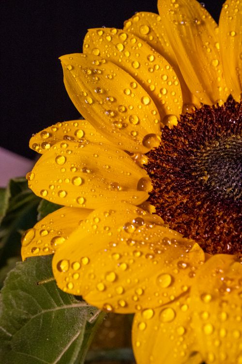 Free Stunning macro shot of a sunflower with water droplets, showcasing vibrant yellow petals. Stock Photo