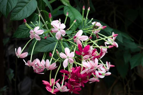 Free Cluster of vibrant Rangoon Creeper flowers displayed with vivid magenta and pink hues. Stock Photo