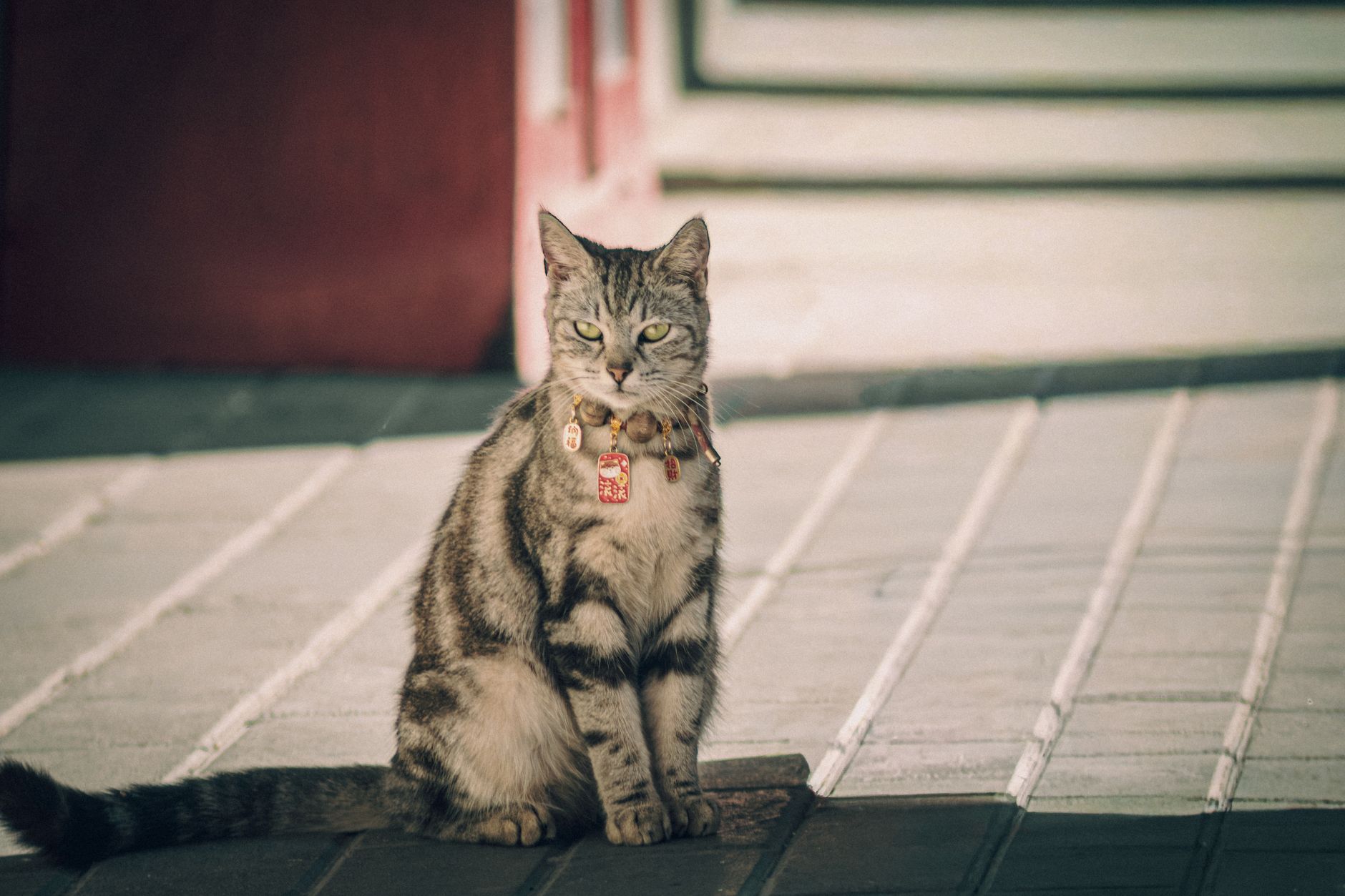 4. The American Shorthair: The Adaptable Classic