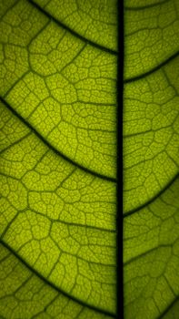 Close-up macro photo of a vibrant green leaf, detailing intricate vein patterns. Captured in Udupi, India.