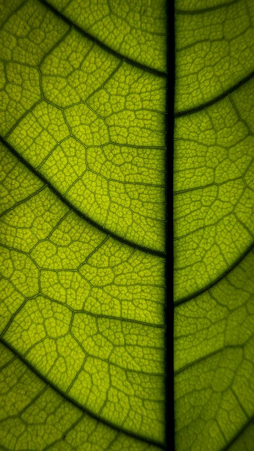 Free Close-up macro photo of a vibrant green leaf, detailing intricate vein patterns. Captured in Udupi, India. Stock Photo