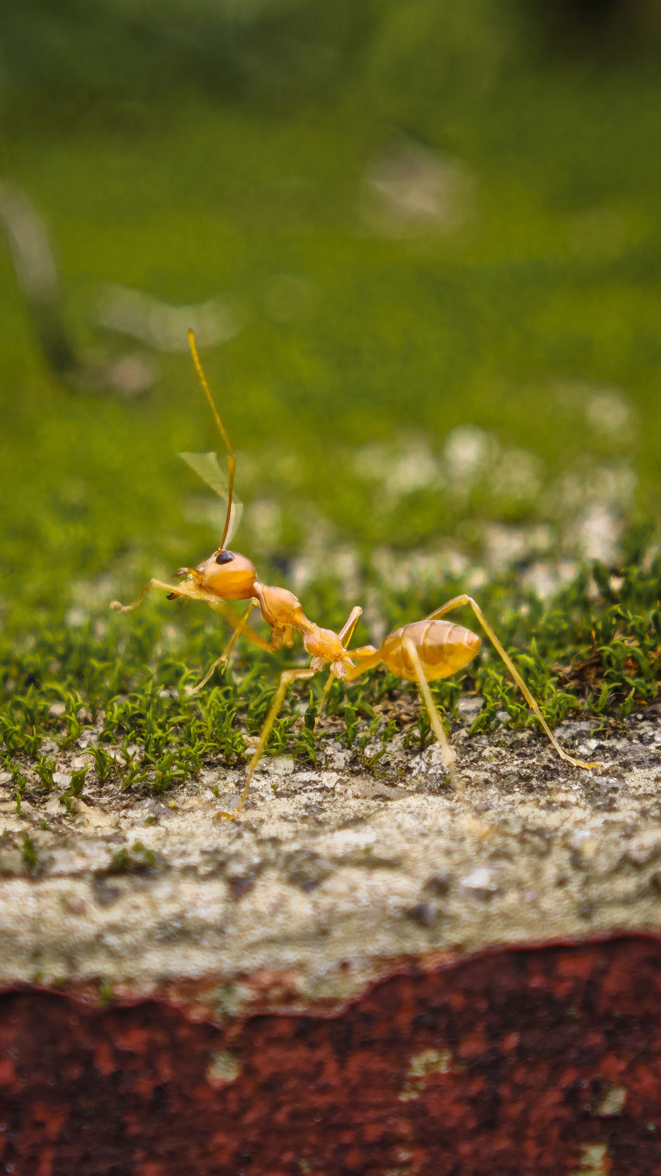 Fotomural Imagen macro detallada de una hormiga naranja caminando sobre una superficie musgosa, que muestra los intrincados detalles de la naturaleza.