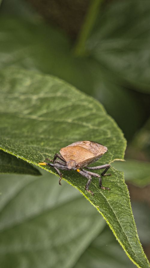 Free Detailed view of a brown shield bug on a green leaf, Udupi, India. Stock Photo