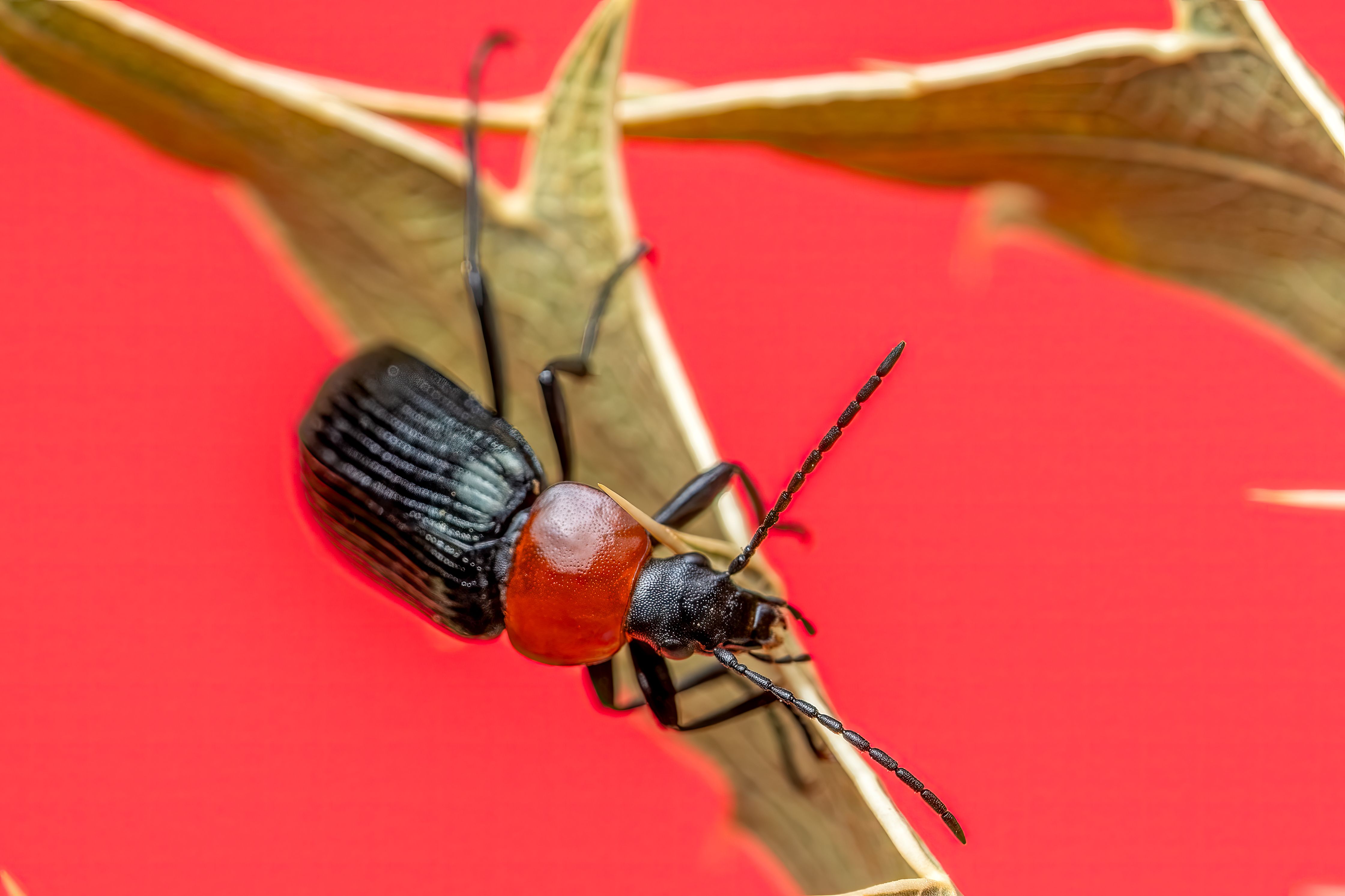 Macro shot of a black and red beetle on a leaf against a vibrant red background, Valencia.