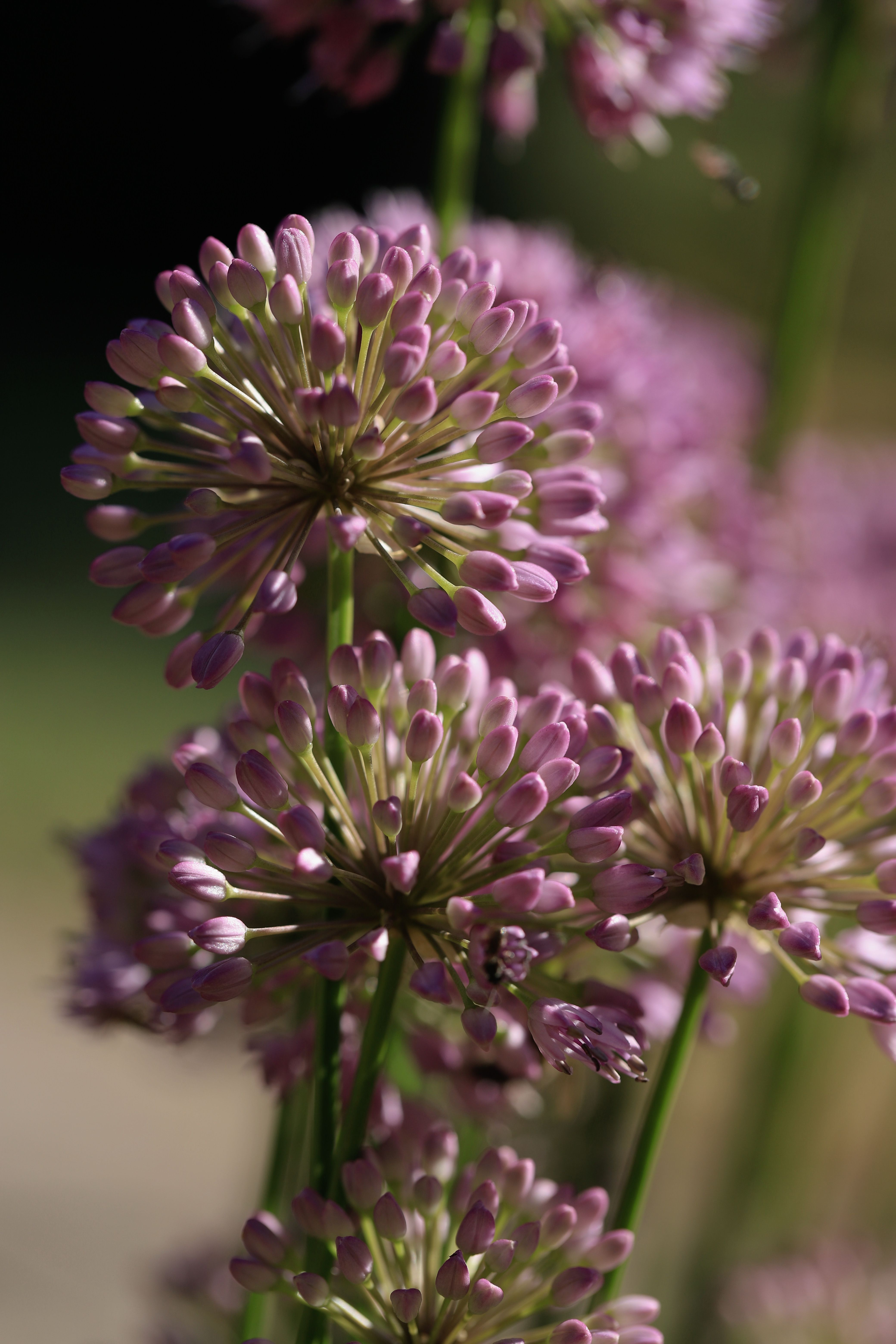 [ColoSach]-beautiful-close-up-of-purple-allium-flowers-in-full-bloom,-capturing-their-intricate-floral-patterns-and-summer-vibrancy.