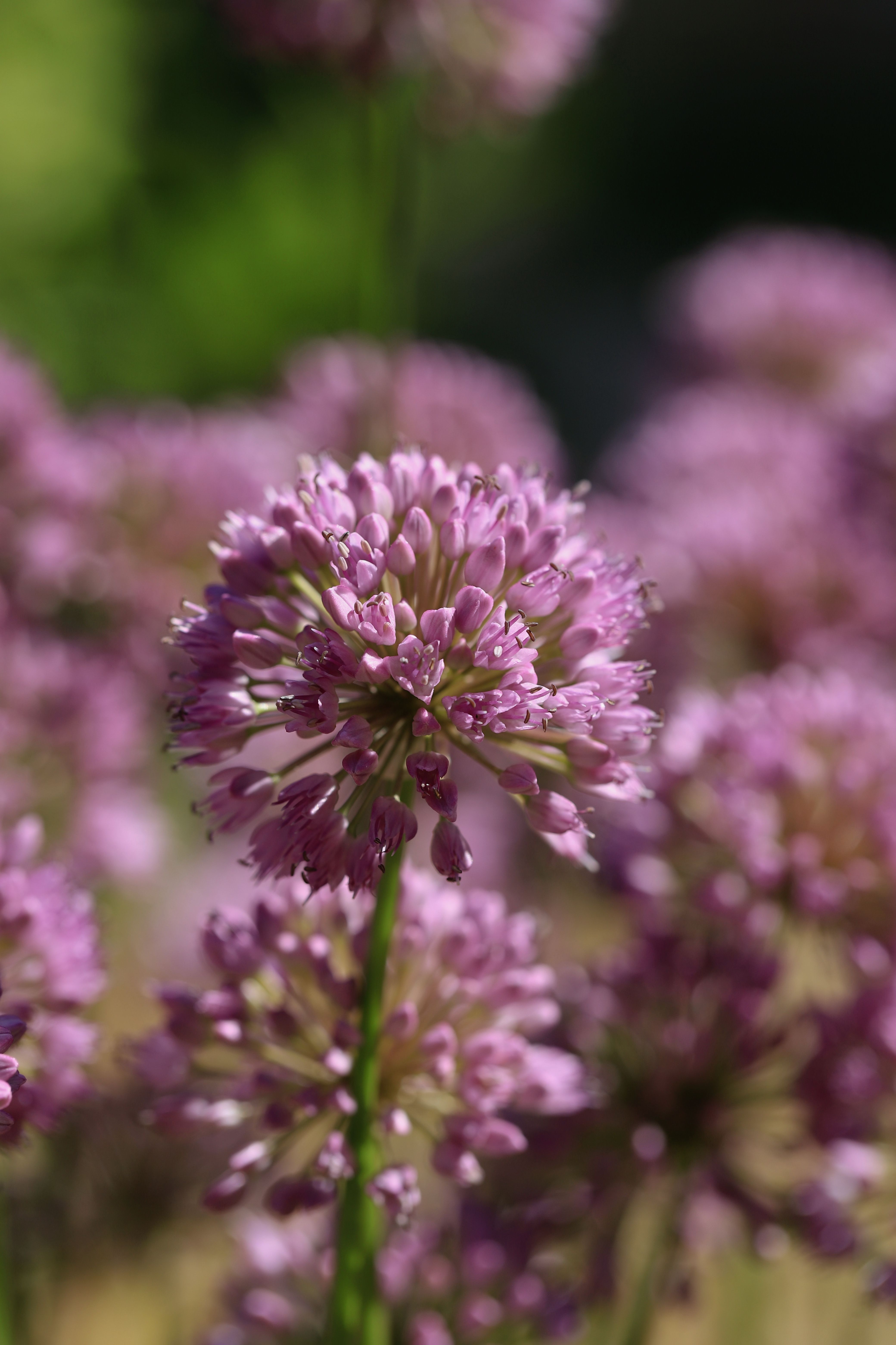 [ColoSach]-close-up-of-vibrant-purple-allium-flowers-blooming-under-summer-sunlight-in-a-garden.