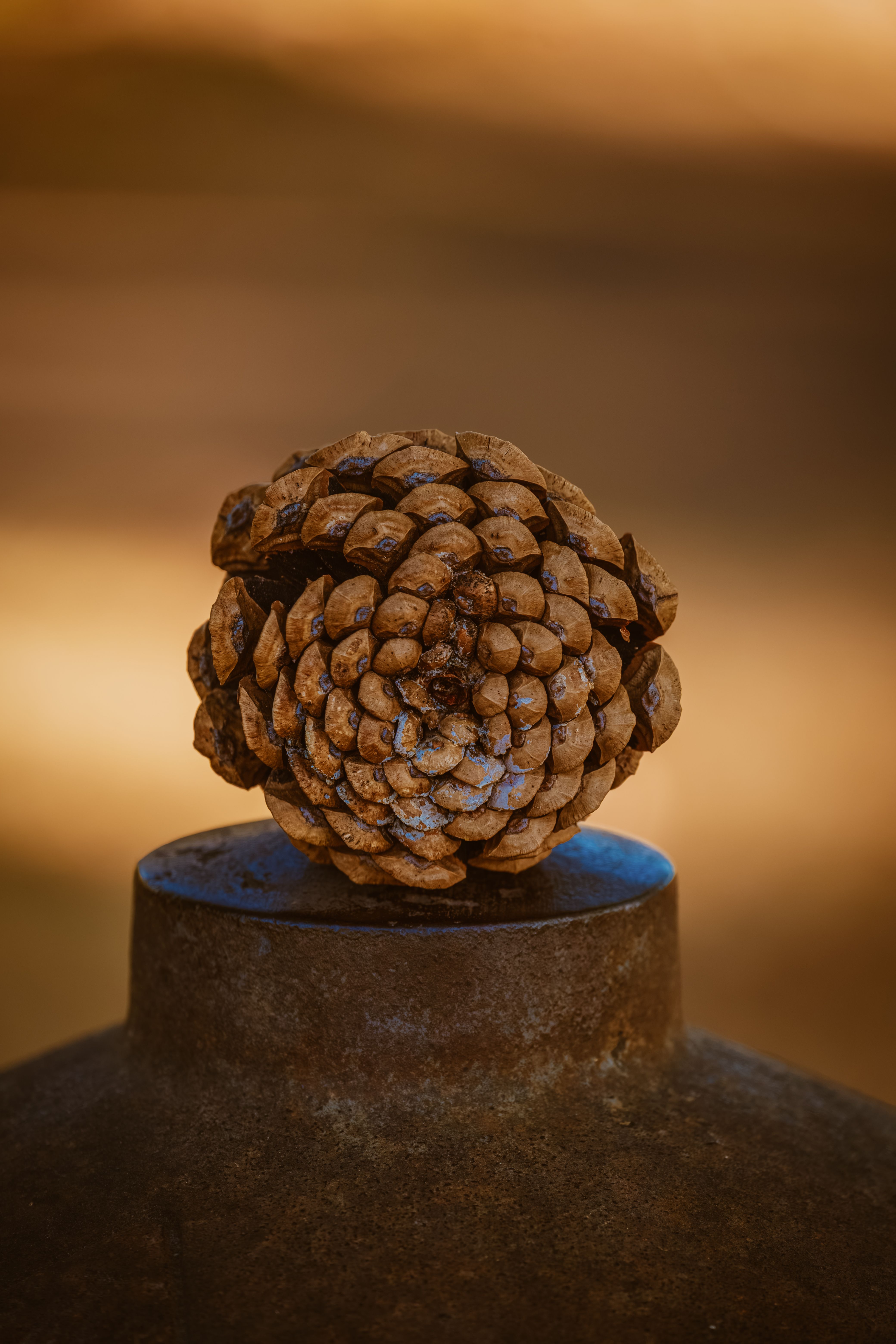 Detailed view of a pine cone resting atop a weathered metal surface in natural light.