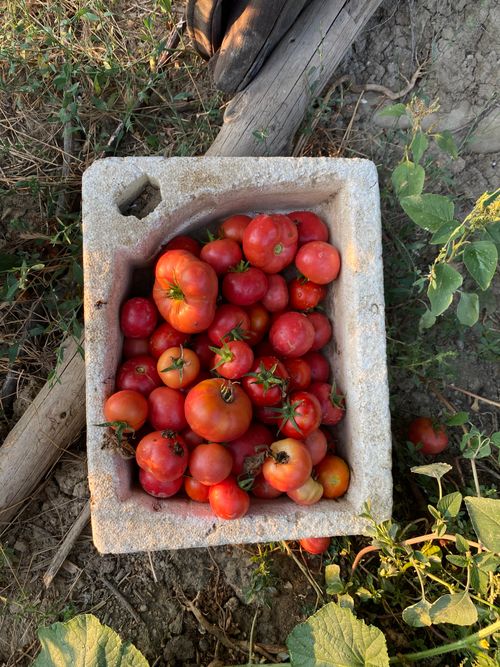 Free Freshly picked tomatoes in a rustic container outdoors in Türkiye during day. Stock Photo