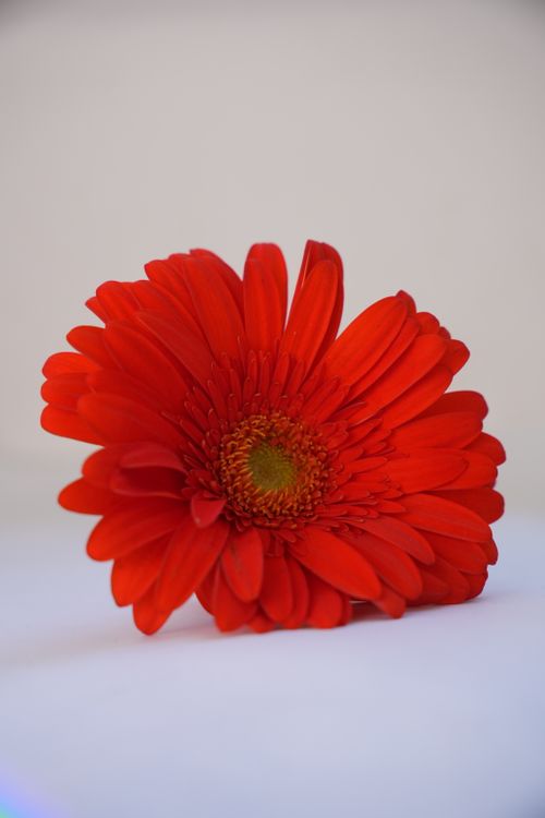 Free A close-up of a vibrant red Gerbera daisy with a blurred background. Stock Photo