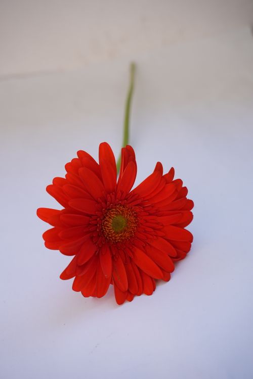 Free Bright red Gerbera daisy isolated on a white surface, showcasing its vivid petals. Stock Photo