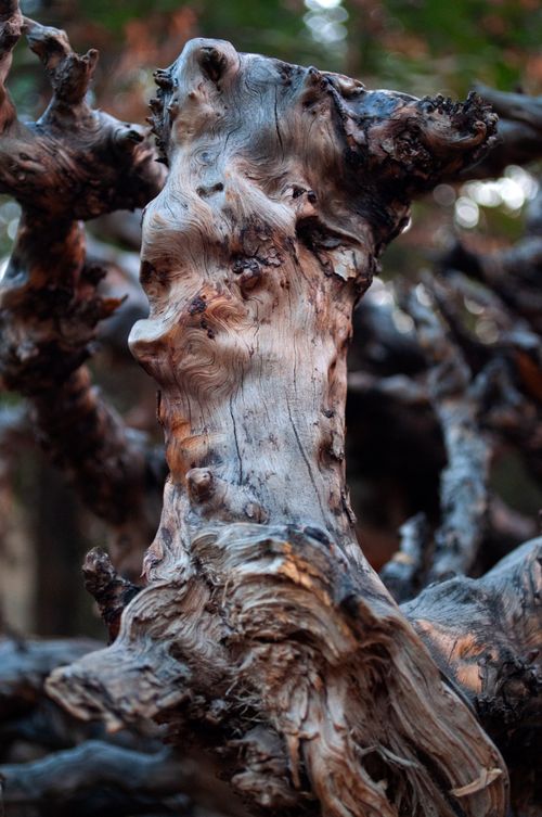 Free Close-up of a weathered tree trunk in a forest in Tehran, showcasing natural textures. Stock Photo