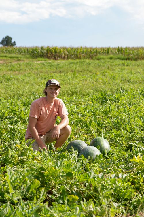 Free A farmer in a field harvesting fresh watermelons under a clear blue sky on a sunny day. Stock Photo