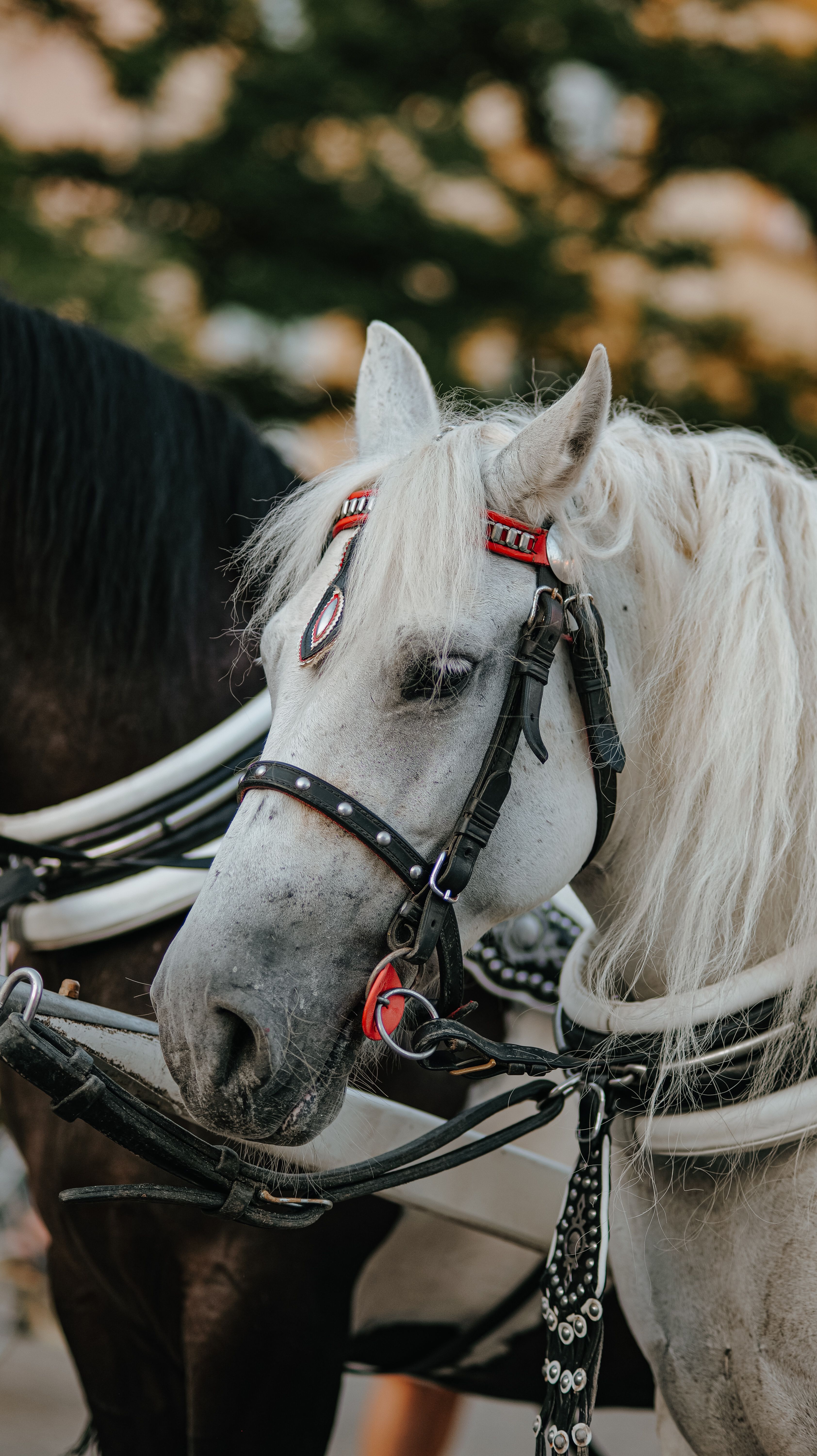 Close-up of a white horse with ornate harness, outdoors in a park setting.