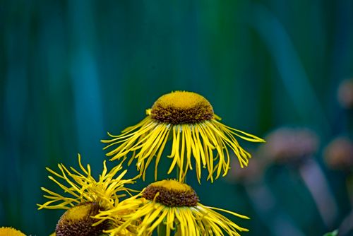 Free Vibrant yellow flowers blooming in an outdoor garden capture nature's beauty. Stock Photo