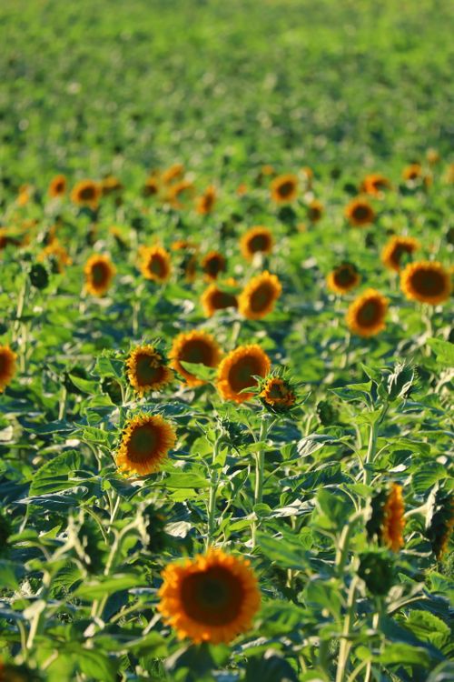 Free A vibrant field of sunflowers blooming under the summer sun. Stock Photo