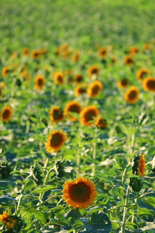Free A lush sunflower field under bright daylight, showcasing vibrant yellow blooms. Stock Photo