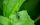 insect