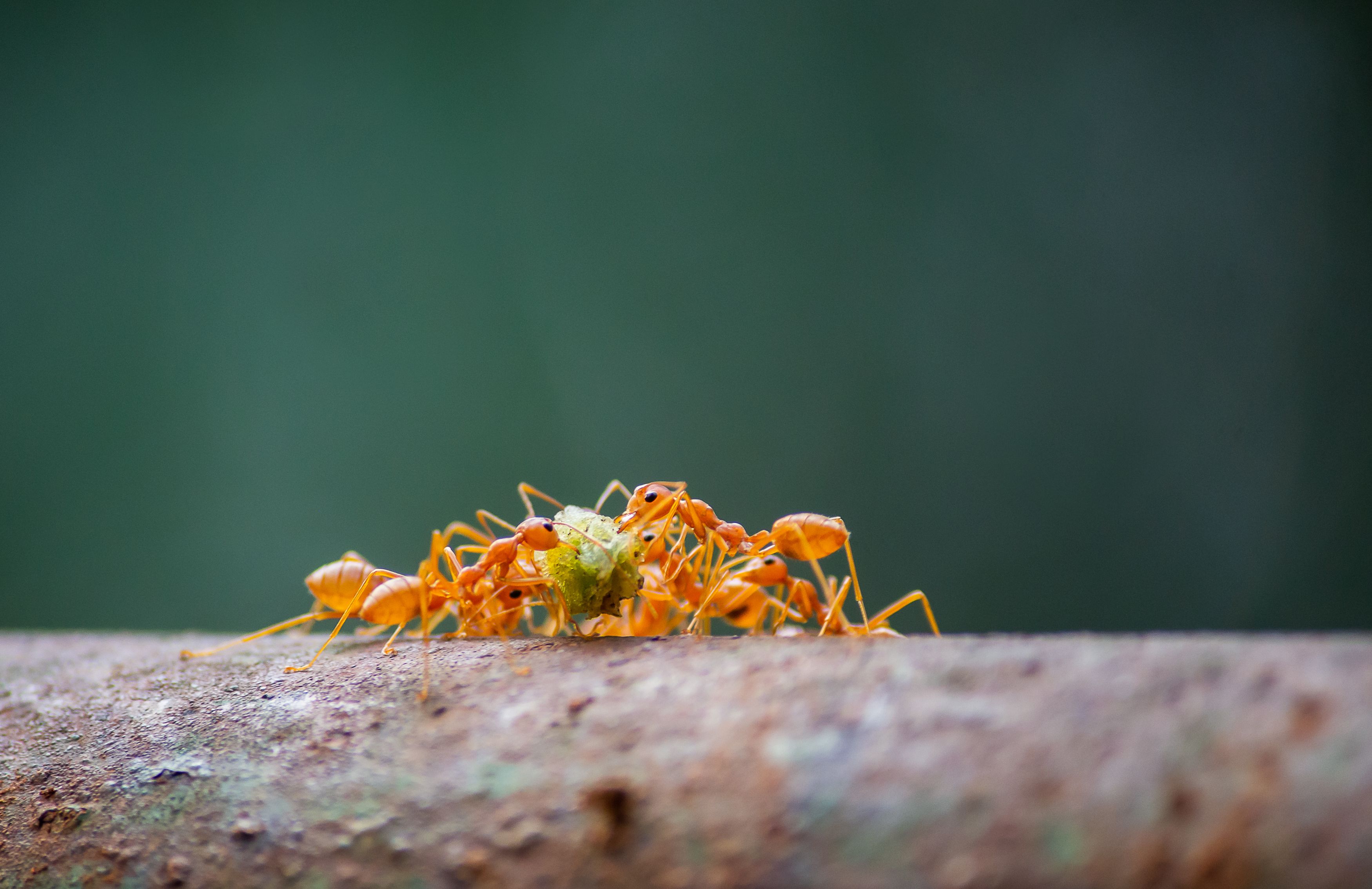 Fotomural Fotografía macro de vibrantes hormigas tejedoras colaborando sobre un fondo verde.