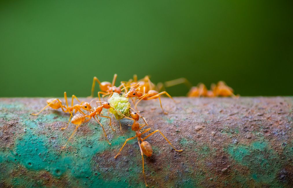 Quanto custa dedetização de formigas em Chapecó? Veja aqui