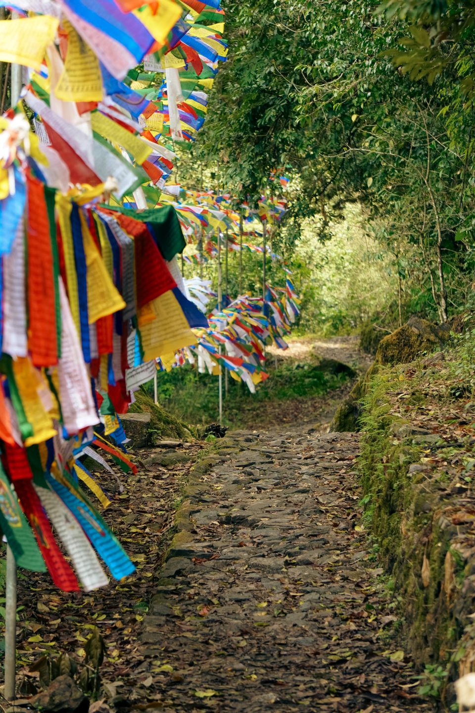 A stone footpath through forest in Sikkim, lined on one side by hundreds of prayer flags